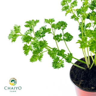 ต้นอิตาเลี่ยนพาร์สลีย์(ใบหยิก) ออร์แกนิค Organic Parsley (Triple Moss) กระถาง 4 นิ้ว และ 6 นิ้ว