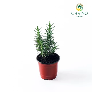 ต้นโรสแมรี ออร์แกนิค Organic Rosemary และ ต้นสมุนไพรออร์แกนิค Organic Herb