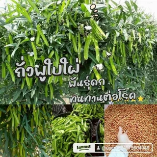 เมล็ดพันธุ์ถั่วพูใบไผ่บรรจุ30เมล็ด39บาทซื้อ2แถม1
