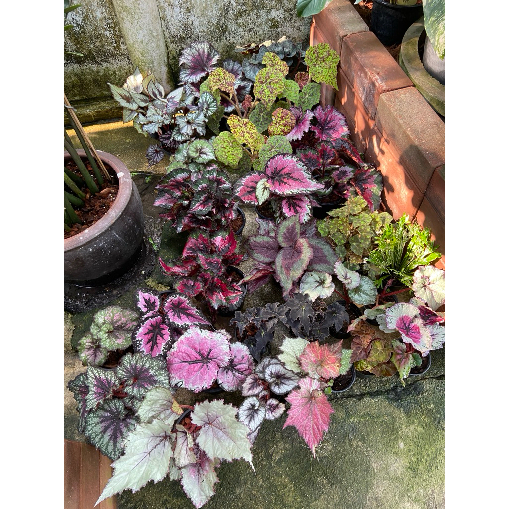 ต้นบีโกเนีย (Begonia) ไม้ประดับ สีสวย ฟอกอากาศ บีโกเนียนานาชนิด บีโกเนีย