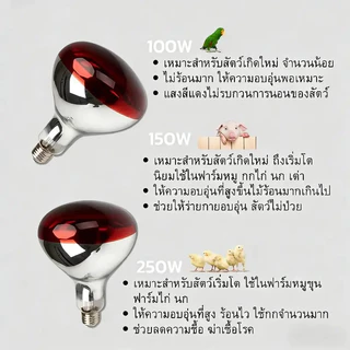 【HS】พร้อมส่ง แบบมีสาย หลอดอินฟาเรด 100W-275W ขั้ว E27 กันระเบิด ทนความร้อน ไฟกกหมู ประหยัดไฟ