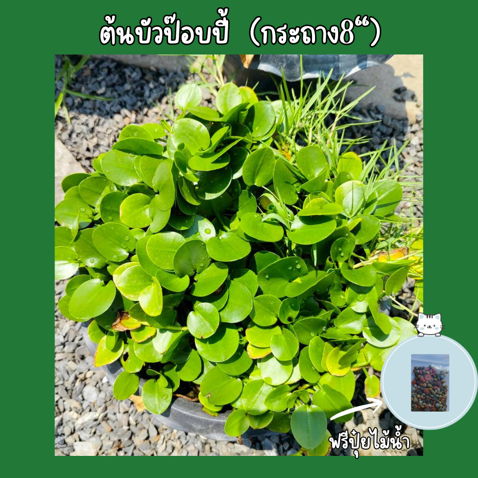 ต้นไม้น้ำ ต้นบัวป๊อบปี้  ไม้น้ำดอกสีเหลือง(ส่งพร้อมกระถาง8นิ้ว)