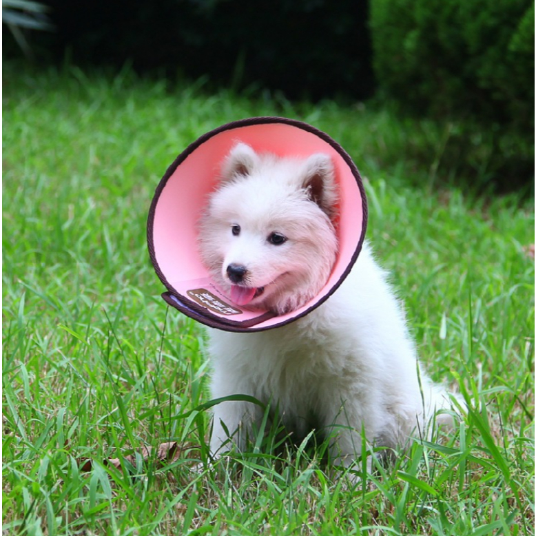 MG-1305 ปลอกคอกันเลีย Collar คุณภาพดี ช่วยป้องกันแผลหายเร็ว มีหลายขนาด 3 สี พร้อมส่ง ✨🐾