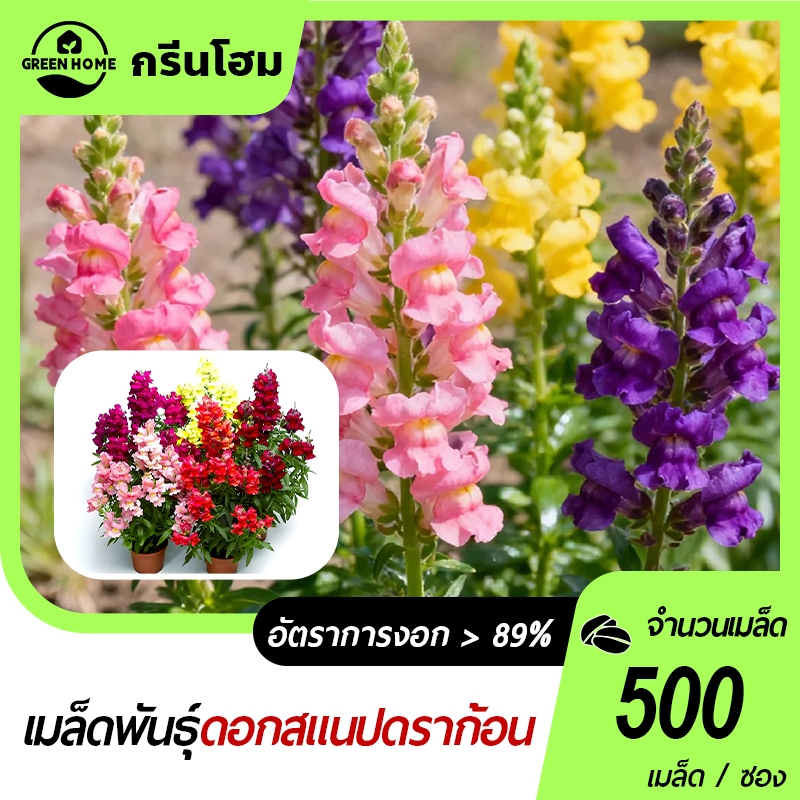 500 เมล็ด เมล็ดพันธุ์ดอกสแนปดราก้อน เมล็ดพันธุ์แท้ นำเข้าจากต่างประเทศ ปลูกผัก สวนครัวสีสดสวยงาม