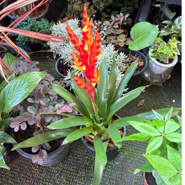 สับปะรดสีที่นิยมใช้จัดสวน โตเร็ว ให้ดอกง่ายไม้ประดับดูดสารพิษ สับปะรดสี