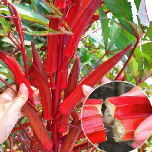 Okra plant seeds and vegetable seeds are used for horticultural cultivation. Planting seeds for dwar