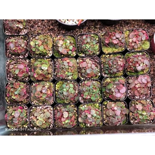 ไมโคร บีโกเนีย สตอเบอรี่ (Micro Strawberry Begonia) ต้นไม้ชื้น บีโกเนีย ขนาดจิ๋วที่สุด สุ่มต้น สวยทุกต้น