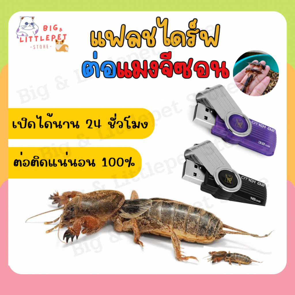 แฟลชไดร์ฟเสียงแมงจีซอน USB เสียงล่อแมงจิซอน แมงกระชอน เสียงชัด ไม่มีโฆษณาแทรก เปิดได้นาน 24 ชั่วโมง