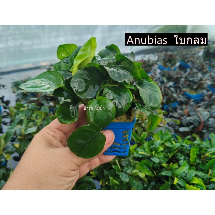 Anubias  ใบกลม 1พอท พร้อมส่ง