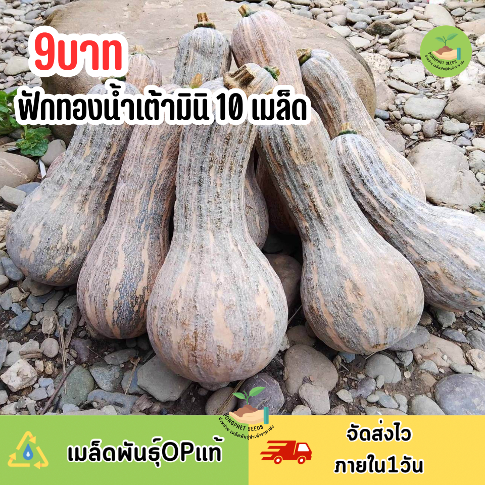 เมล็ดพันธุ์ฟักทองน้ำเต้ามินิ 10 เมล็ด