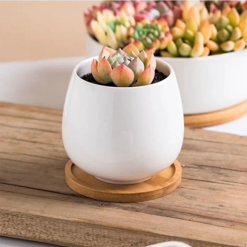 PlantsCenter T204 กระถางต้นไม้ เซรามิกขาวทรงกลม มีถาดรองไม้ ขนาด เป็นเซรามิกเคลือบเงา ปลูกแคคตัส