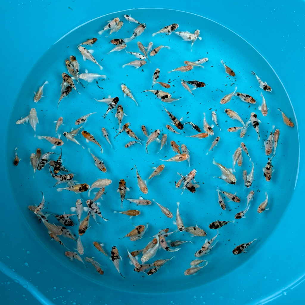 เซตอาหารปลาบอลลูน RH ทดลองเลี้ยง 10ชิ้น/159บาท