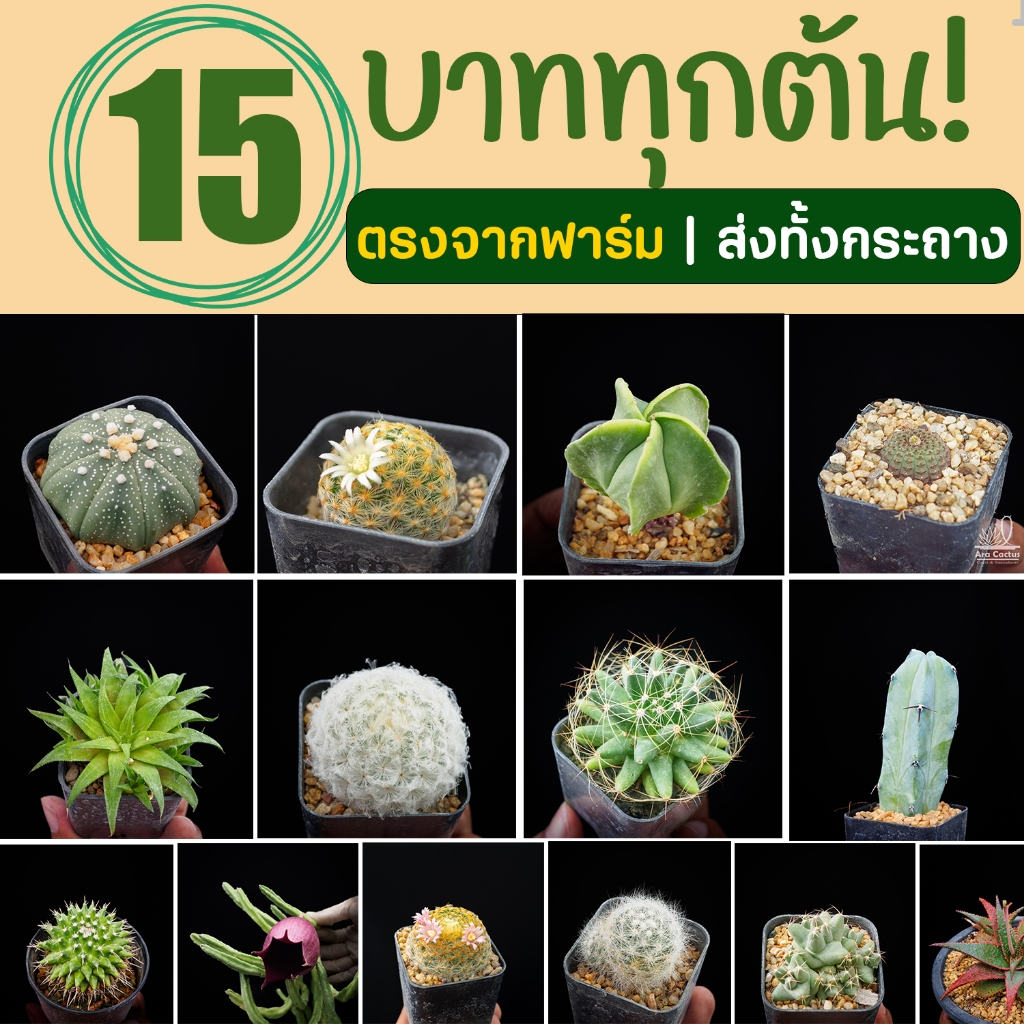แคคตัสราคาถูก ส่งทั้งกระถาง 15 บาททุกต้น ครบ8ต้นมีแถม ตะบองเพชร สวยๆ cactus กระบองเพชรราคาถูก แคนตัส