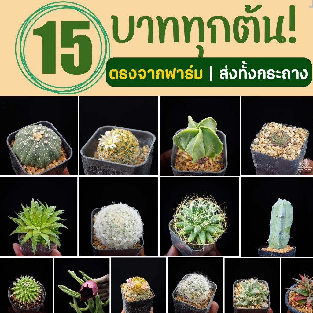 แคคตัสราคาถูก ส่งทั้งกระถาง 15 บาททุกต้น ครบ8ต้นมีแถม ตะบองเพชร สวยๆ cactus กระบองเพชรราคาถูก แคนตัส
