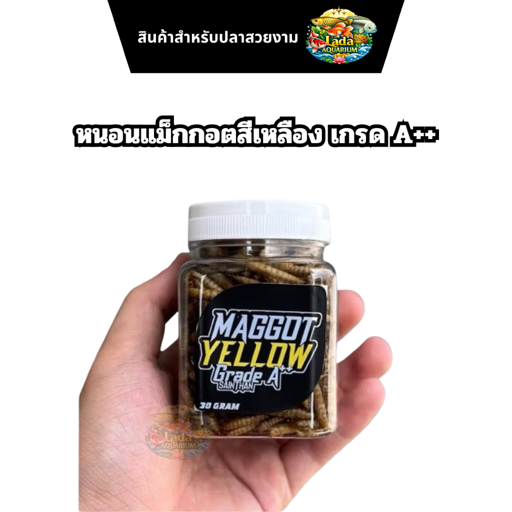 Maggot Yellow Grade A++ Untuk Proges Bunga dan Warna Channa Maru Yellow Sentarum Ys หนอนแม็กกอตสีเหล