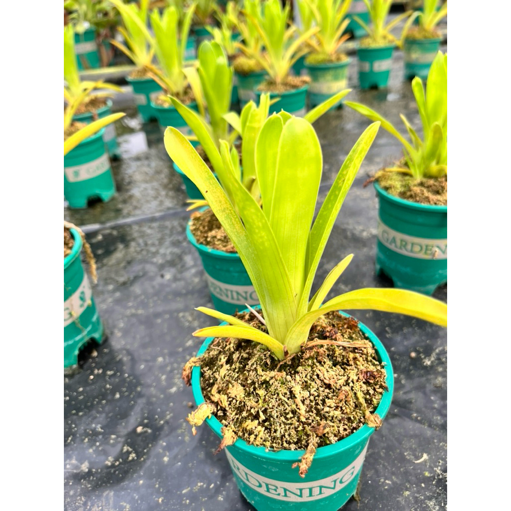 สัปปะรดกินแมลง carnivorous plant