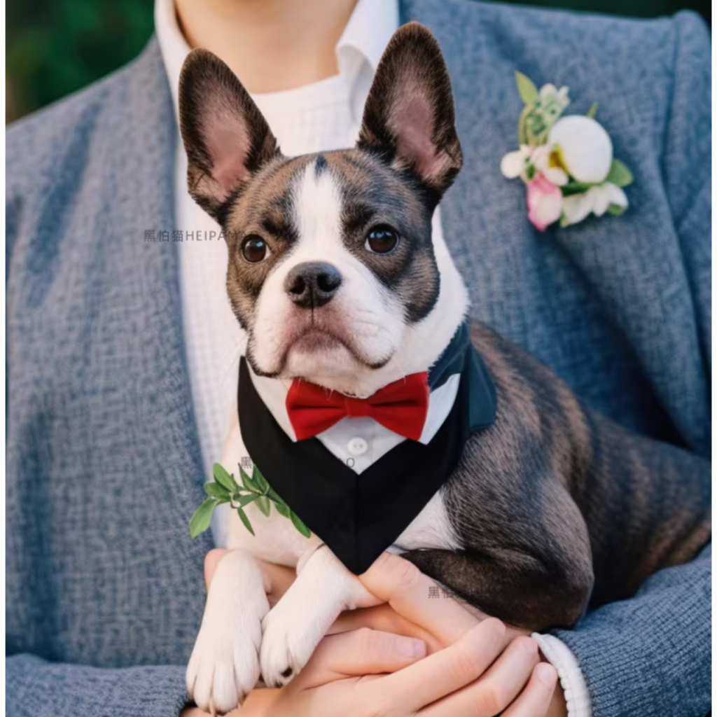 สูทหมา Dog Tuxedo ปลอกคอสุนัข/แมว ผ้าพันคอหมา หมาใหญ่ใส่ได้ ใส่ออกงาน งานแต่ง วันเกิด ปรับรอบคอได้ พร้อมส่ง ราคา ถูกที่สุด ดีลบีเคเค แกลเลอรีภาพที่ 6