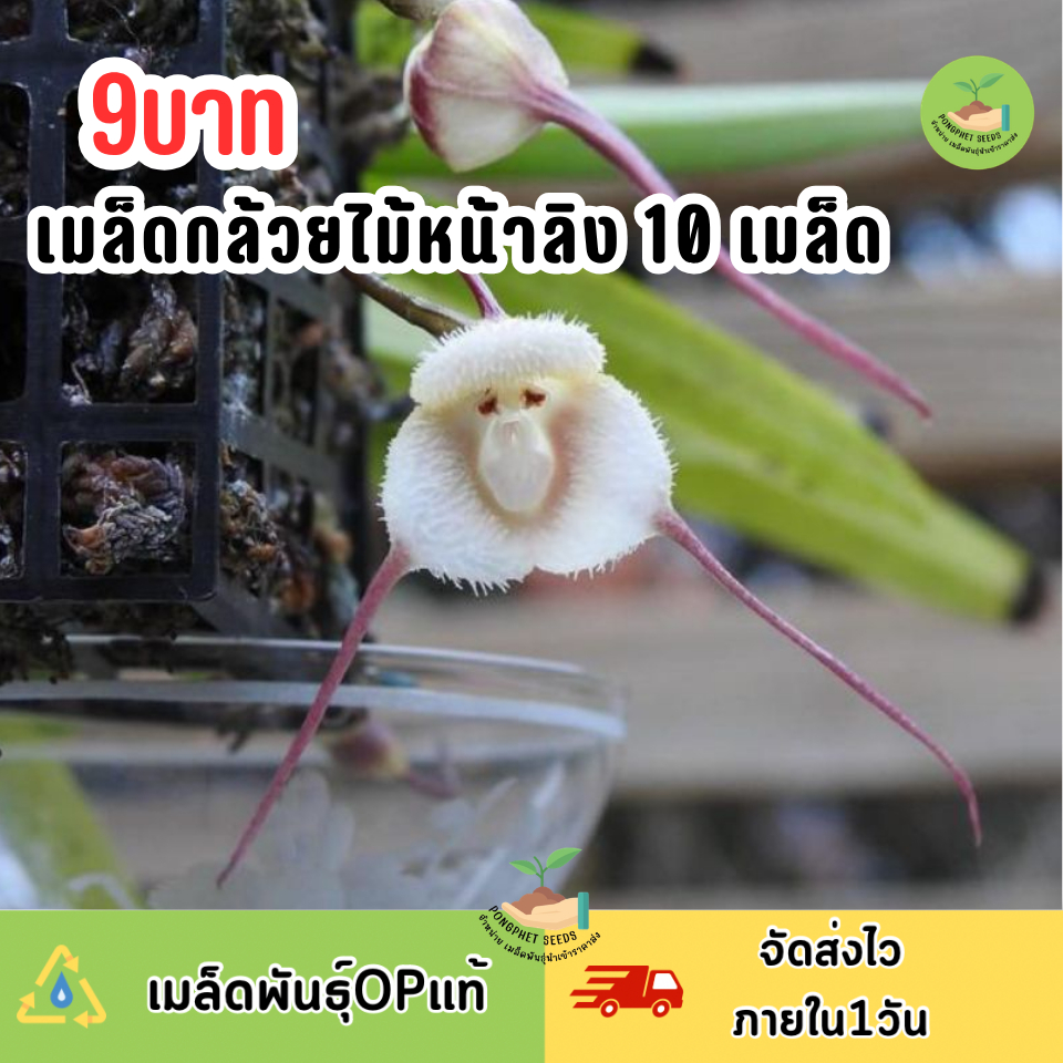 เมล็ดพันธุ์กล้วยไม้หน้าลิง 10 เมล็ด