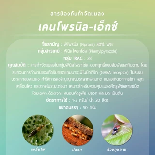 เคนโพรนิล-เอ็กซ์ (ฟิโพรนิล 80% WG) 50 กรัม