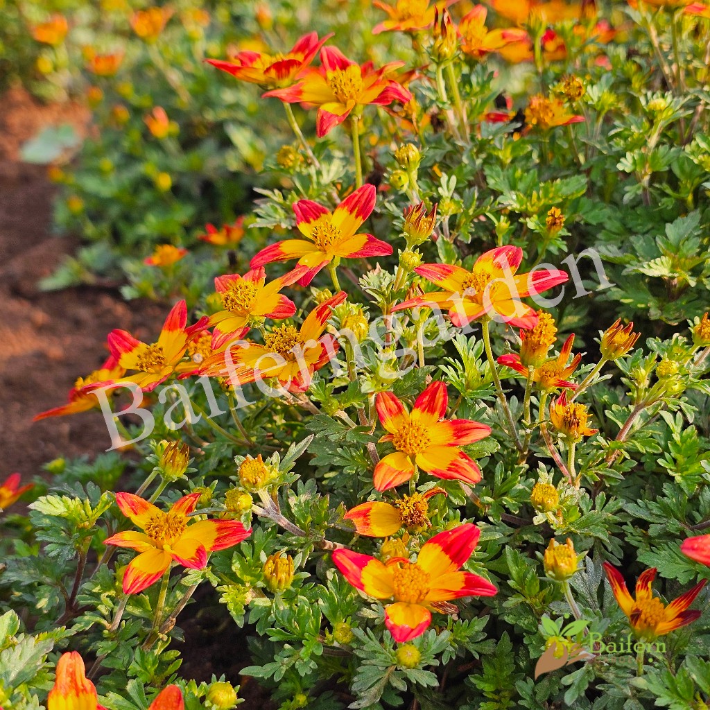 ต้นกล้าดอกไบเด้นส์บีซาร์ (Bidens Beezar) ดอกไม้กินได้ ต้นกล้าพร้อมส่ง ต้นแข็งแรงรากเยอะพร้อมปลูก ราคา ถูกที่สุด ดีลบีเคเค แกลเลอรีภาพที่ 8