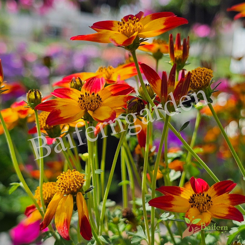 ต้นกล้าดอกไบเด้นส์บีซาร์ (Bidens Beezar) ดอกไม้กินได้ ต้นกล้าพร้อมส่ง ต้นแข็งแรงรากเยอะพร้อมปลูก ราคา ถูกที่สุด ดีลบีเคเค แกลเลอรีภาพที่ 6