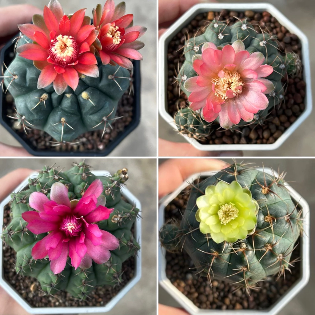 Gymno Baldianum ยิมโน บัลเดียนัม แคคตัส กระบองเพชร