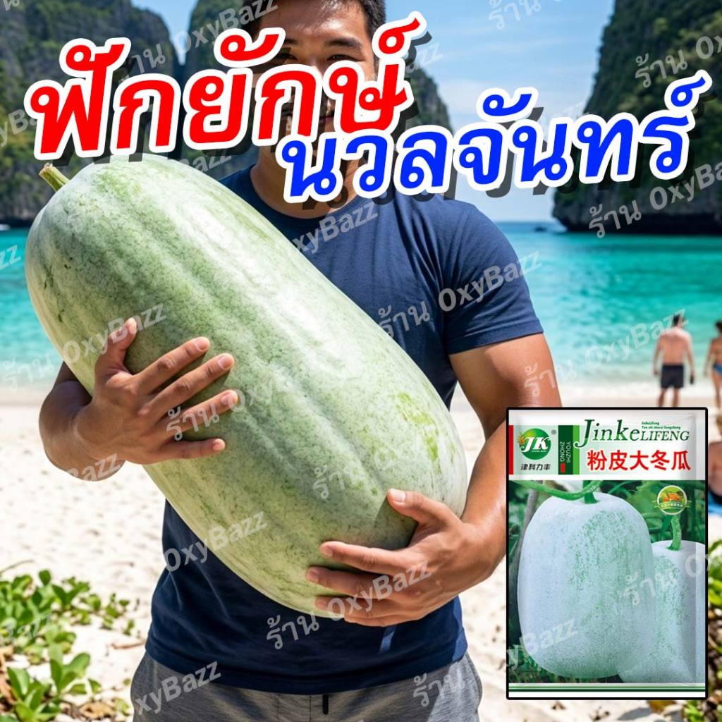 เมล็ดฟักยักษ์นวลจันทร์ 100 เมล็ด ฟักเขียวลูกใหญ่ ผิวขาวนวล เนื้อดี ปลูกง่าย โตไว ปลูกได้ทุกฤดู