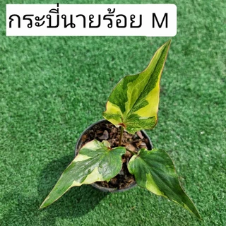 บอนสี กระบี่นายร้อย ส่งทั้งกระถาง 4 นิ้ว ขนาดตามรูปที่ 2-8 แชทเลือกต้นได้ค่ะ ไม้ฟอกอากาศ ไม้มงคล ไม้ประดับ ไม้สวยงาม