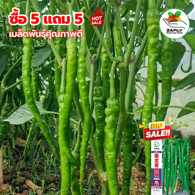 (ซื้อ5 แถม5) จำนวน 600 เมล็ด/ซอง เมล็ดพริกโจลอง มีคู่มือการเพาะปลูก พริกยาวๆ ต้นเตี้ย รสชาติเผ็ด