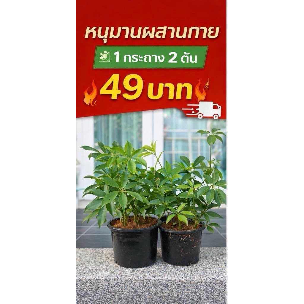หนุมานผสานกาย 1 กระถาง2 ต้นพร้อมส่ง