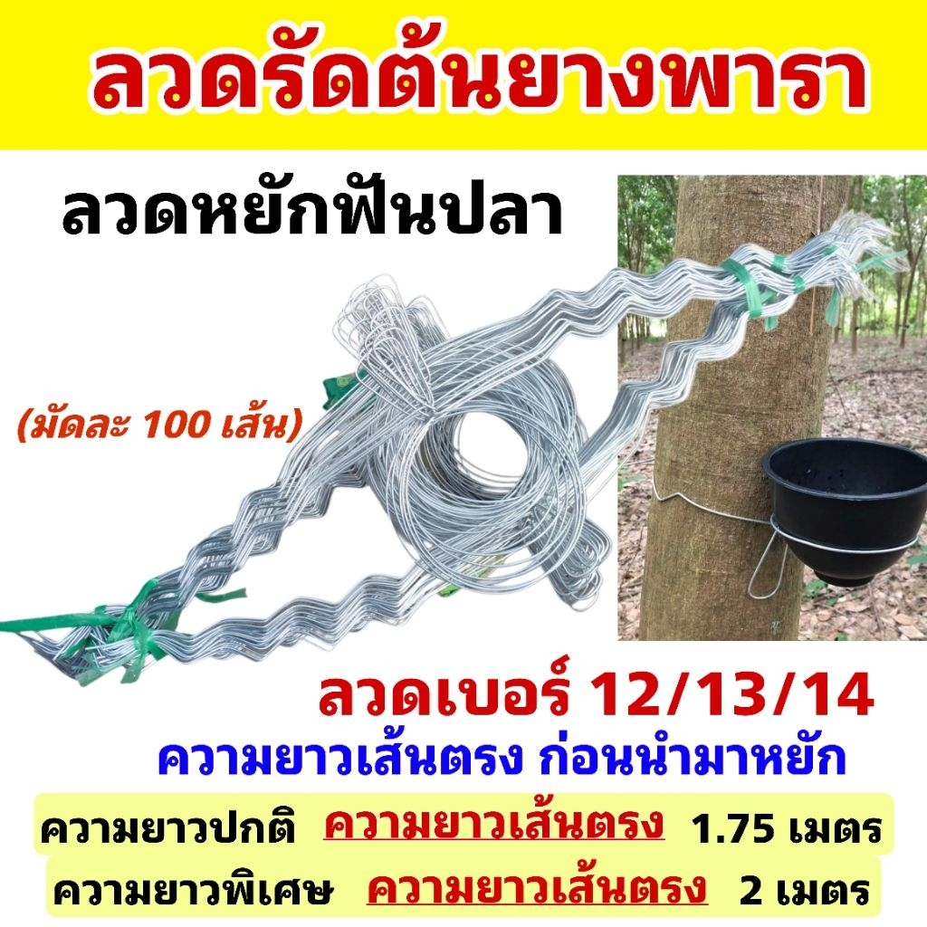 ลวดรัดต้นยางพารา ลวดหยักฟันปลาเบอร์ 12/13/14 มีทั้งความยาวปกติและความยาวพิเศษให้เลือก (มัดละ 100 เส้น)รับน้ำหนักได้ดี