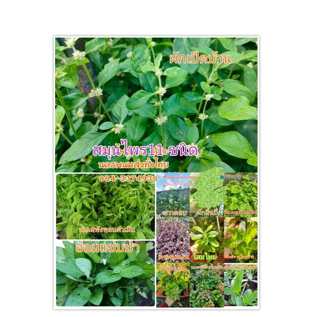 สมุนไพรสูตรหมอเขียว 11ชนิด กิ่งพันธุ์40กิ่งคละ