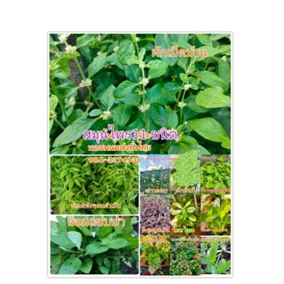 สมุนไพรสูตรหมอเขียว 11ชนิด กิ่งพันธุ์40กิ่งคละ