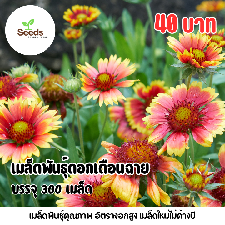 เมล็ดพันธุ์ดอกเดือนฉาย บรรจุ 300 เมล็ด