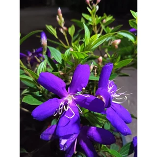 ต้นม่วงมงคล (Tibouchina urvilleana) หรือโคลงเคลงออสเตรเลีย ดอกสีม่วงเข้ม ปลูกหน้าบ้านเพื่อความเป็นสิริมงคล ความโชคดี