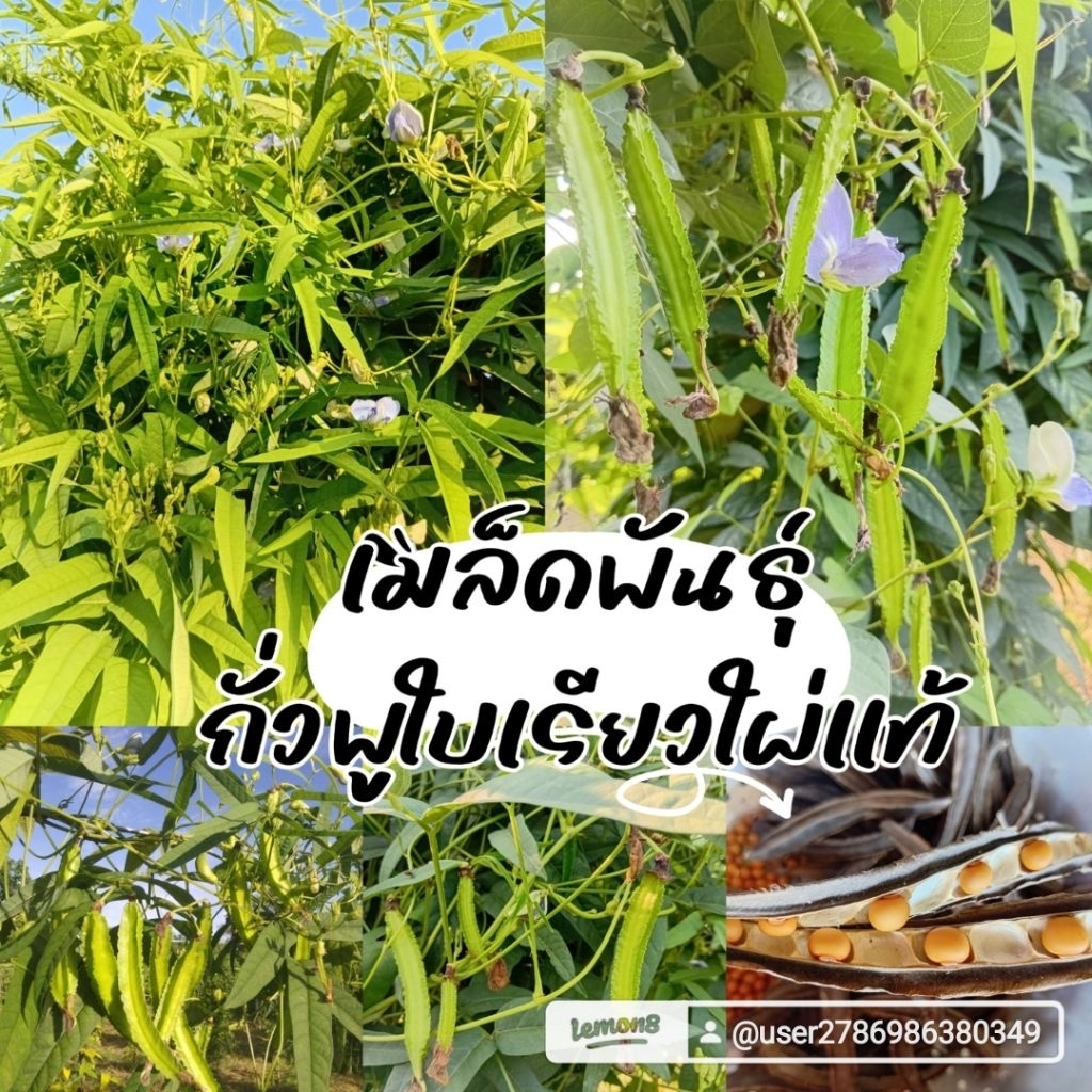 เมล็ดพันธุ์ถั่วพูใบเรียวใผ่เเท้20เมล็ด39บาทซื้อ2แถม1