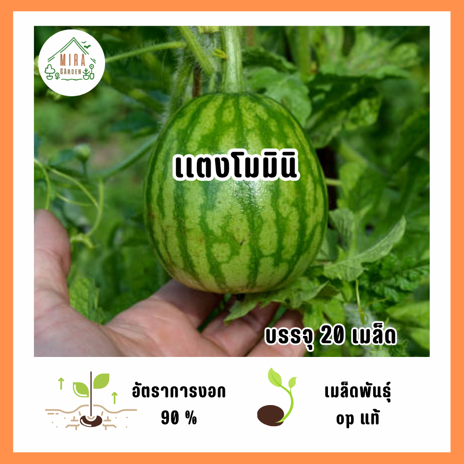 เมล็ดพันธ์ุแตงโมมินิ 20 เมล็ด