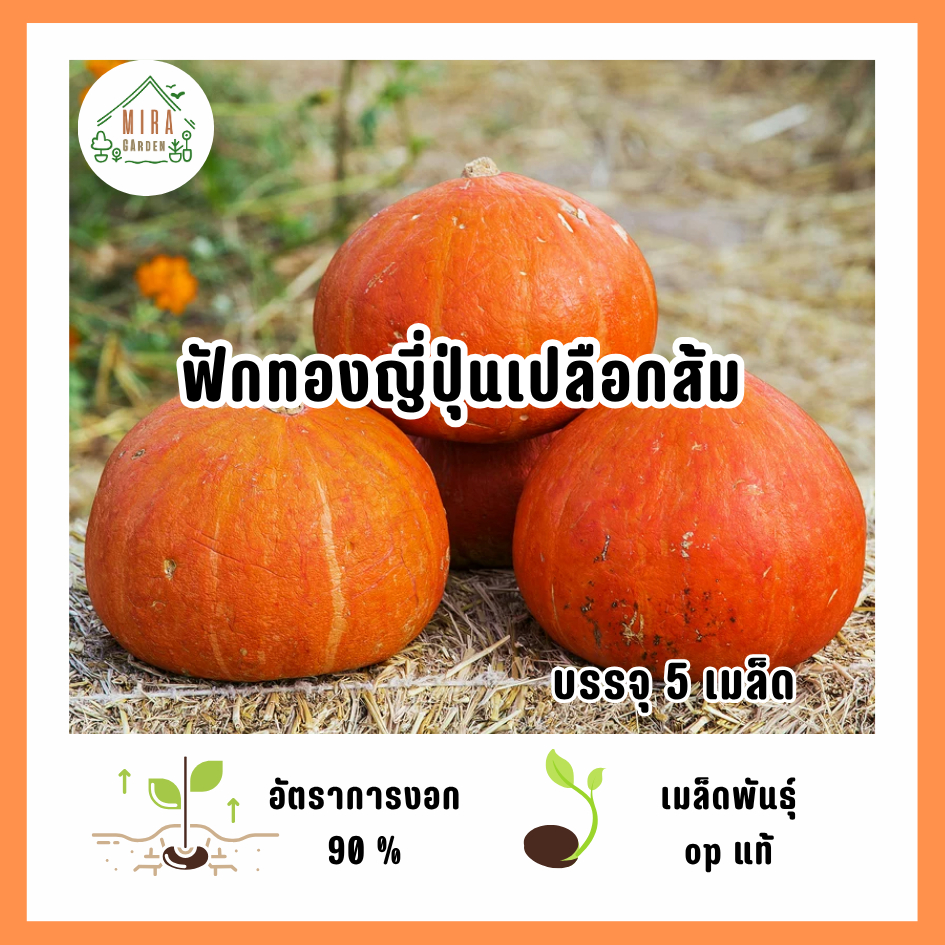 เมล็ดพันธุ์ฟักทองญี่ปุ่นเปลือกส้ม 5 เมล็ด