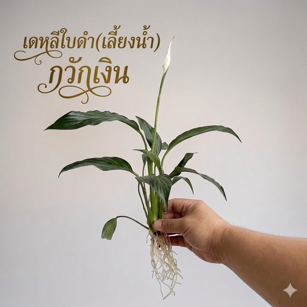 เดหลีใบดำ (เลี้ยงน้ำ) 1กิ่ง :ต้นไม้ฟอกอากาศ ดูดสารพิษ
