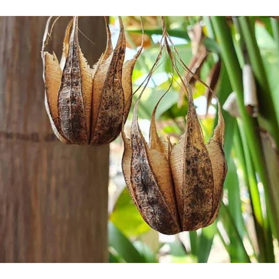 เมล็ดพันธุ์ กระเช้าสีดา 30 เมล็ด กระเช้าผี เมล็ดพันธุ์แท้ ไม้ป่าหายาก