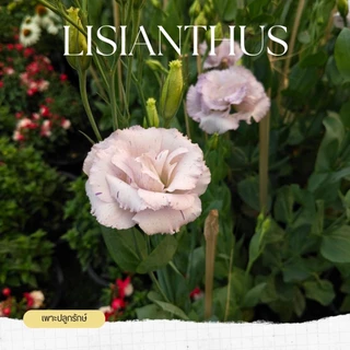 ต้นกุหลาบเวียดนาม /ไลเซนทัส (Lisianthus) ดอกสวย ให้ดอกทั้งปี