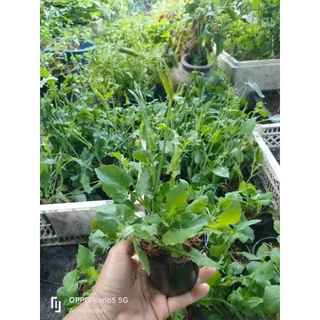 ต้นหูปลาช่อน ผักลิ้นปี่ ผักกาดนกเขา ผักเพื่อสุขภาพ สมุนไพรสูตรหมอเขียว11ชนิด