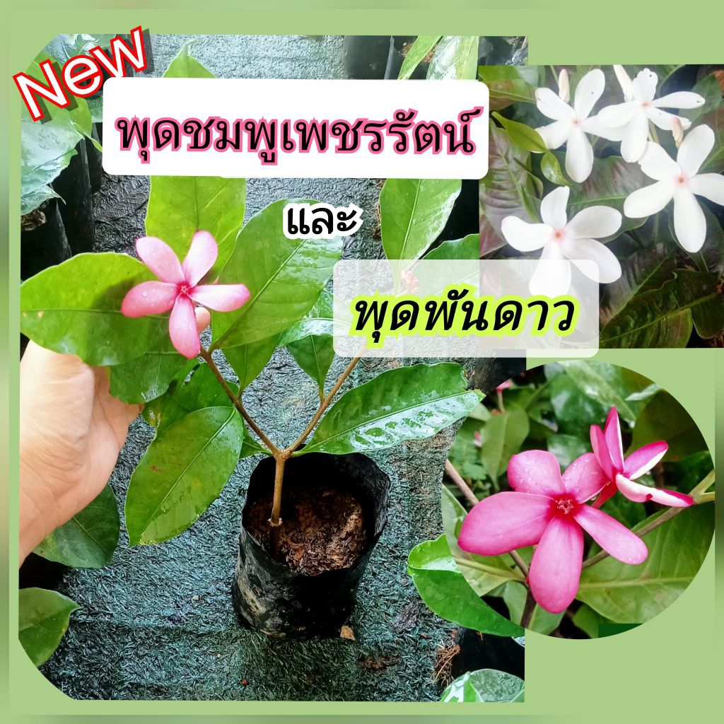 ต้นพุดชมพูเพชรรัตน์/พุดพันดาว🌸แบบปักชำต้นสูง30-50ซม*