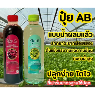 แม่ปุ๋ย AB เข้มข้น แบบน้ำผสมแล้ว ขวด 500ml ระบบรากฝอย