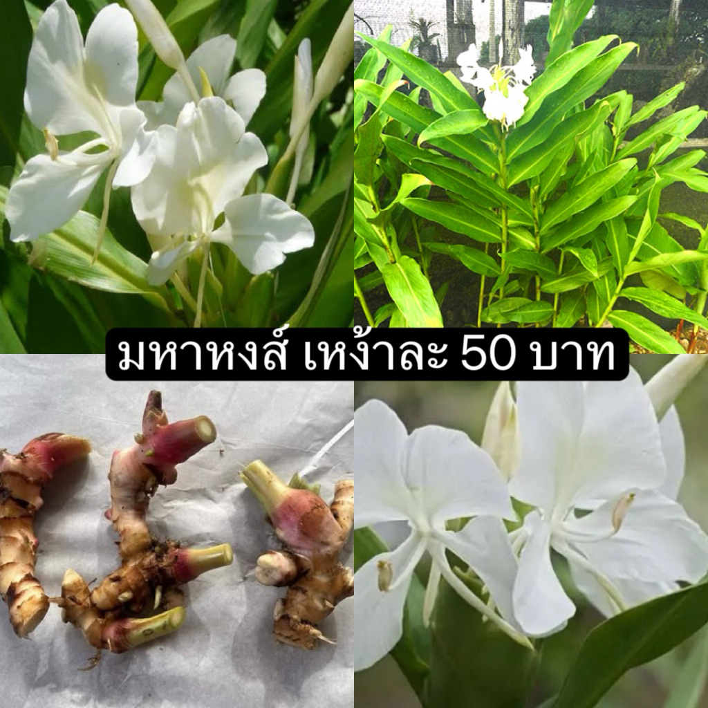 ต้นมหาหงส์ดอกสีขาว เหง้าละ 50 บาท