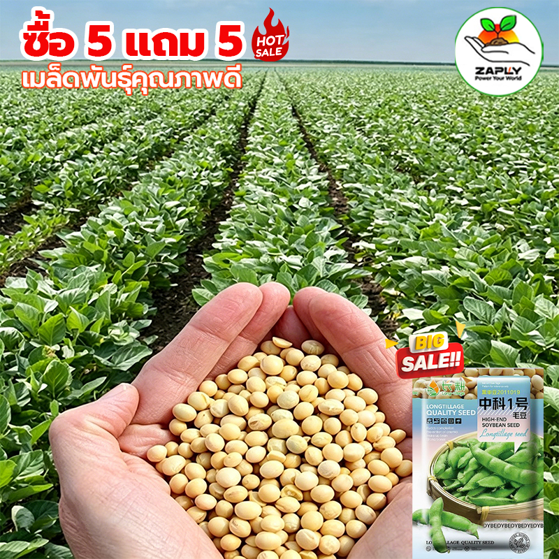 【ซื้อ 5 แถม 5 ฟรี】ถั่วเหลือง เมล็ดพันธุ์ 5 กรัม ปลูกง่าย ทำน้ำเต้าหู้ได้ ปรุงอาหารได้หลากหลายเมนู