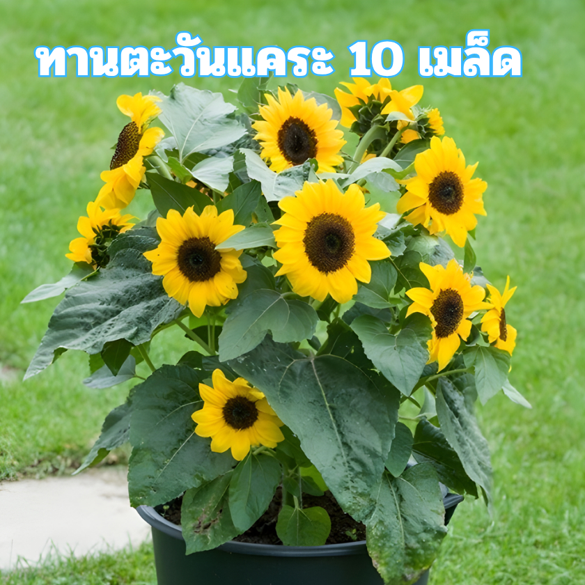 เมล็ดพันธุ์ทานตะวันแคระ 10 เมล็ด