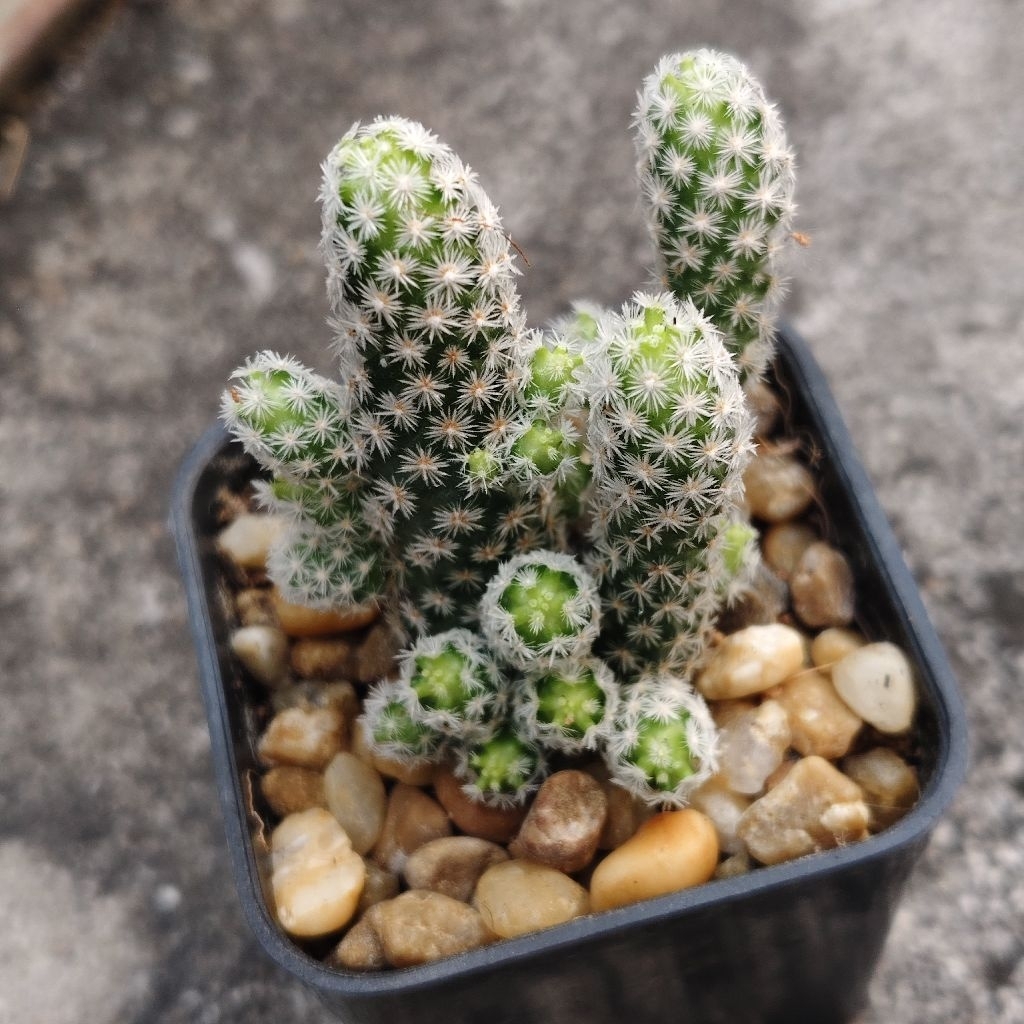 เอสโคบาเรีย แคคตัส กระบองเพรช Escobaria Sneedii #Escobaria #cactus #สีขาว #แคสตัส ราคา 38บาทกระถาง2นิ้ว