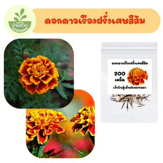 เมล็ดพันธุ์ดอกดาวเรืองฝรั่งเศษสีส้ม 200 เมล็ด
