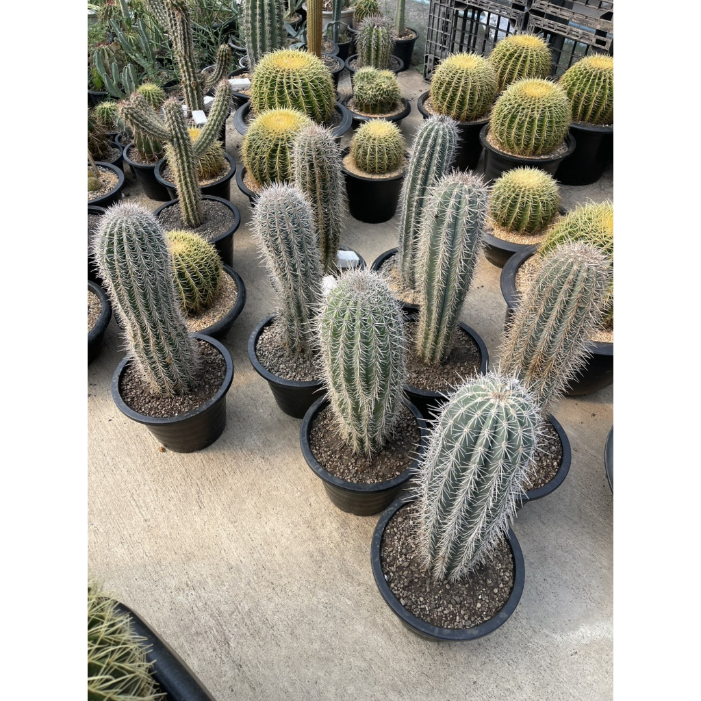 แคคตัสช้าง Elephant Cactus แม๊กซิกันไจแอ๊นท์ size 60-65cm Mexican Giant Cardon ไม้จัดสวน ชอบแดดมาก ไม่ต้องรดน้ำบ่อย